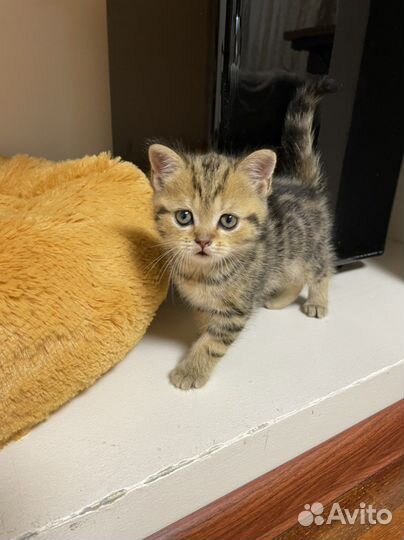 Котенок Британец 8 месяцев