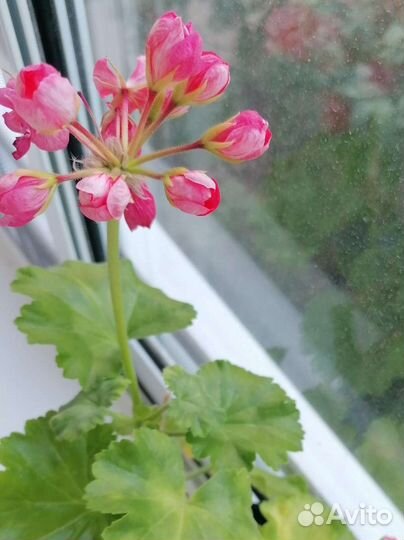 Герань тюльпановидная