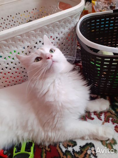 Домашняя кошечка
