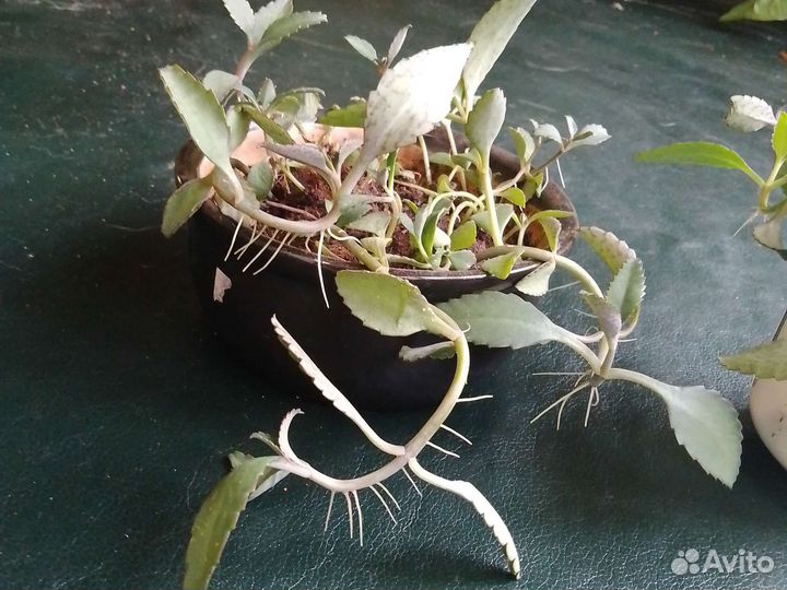 Каланхое пророщенные детки