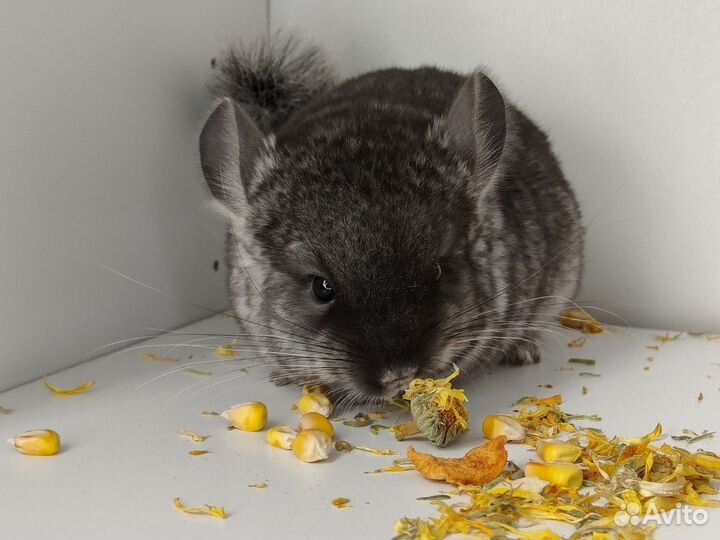 Шиншилла из домашнего питомника