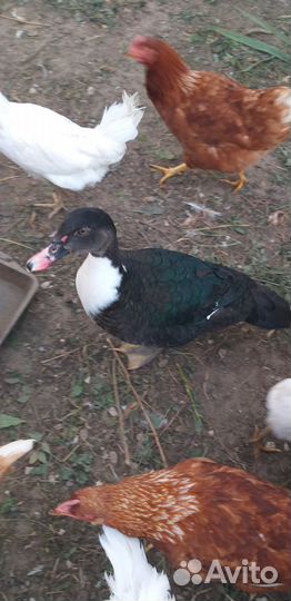 Мускусные утки тяжелой линии