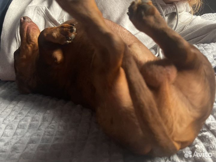 Вязка Такса мраморная миниатюрка (кобель)