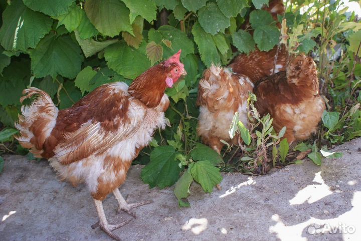 Куры несушки с доставкой