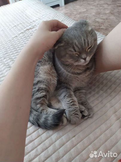 Передержка котиков