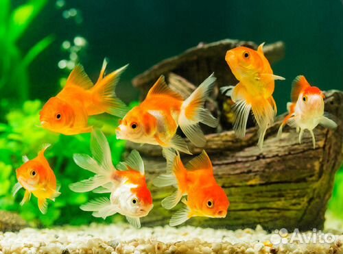 Аквариумы 10, 20, 40 л, компрессор, фильтры и др