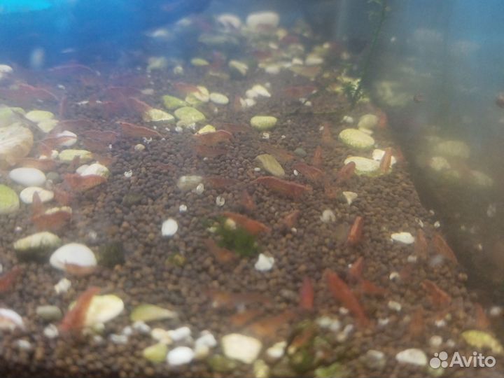 Улитки ампулярии и креветки вишни