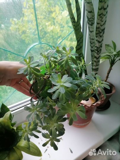 Комнатные растения суккуленты