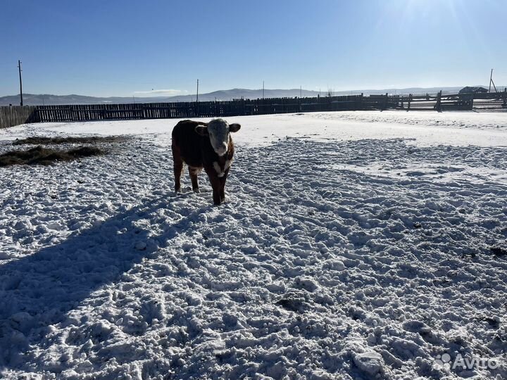 Продам телят