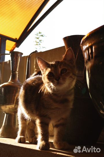 Милашка Соня