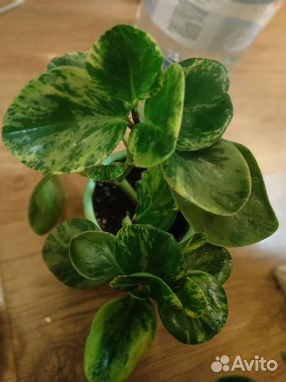 Пеперомия вариегатная