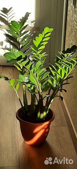 Замиокулькас