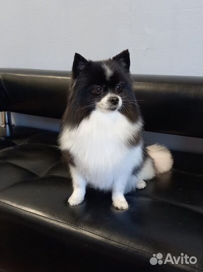 Груминг, стрижка, экспресс-линька, тримминг