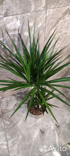 Драцена Маргината 80 см