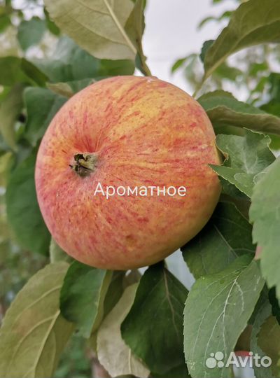 Саженцы яблони