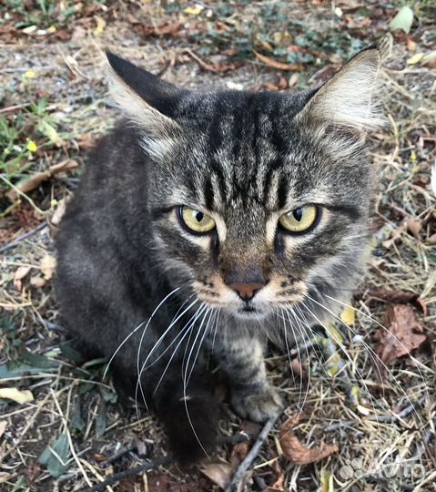 Котик в добрые руки