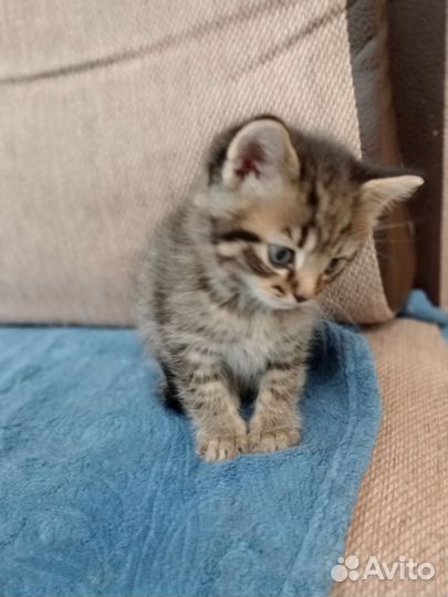 Котенок в добрые руки, мальчик