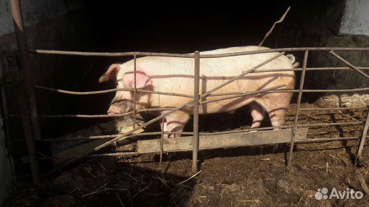 Хряк ландрас+см