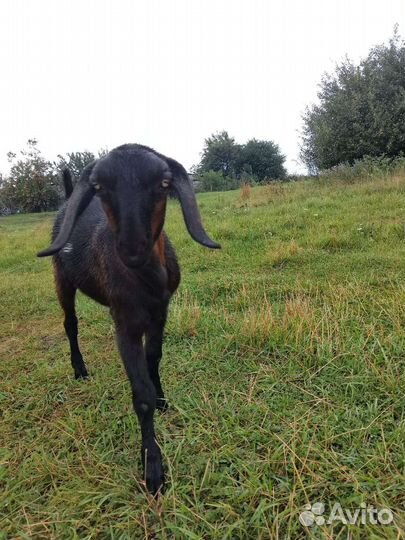 Англо нубийские козы