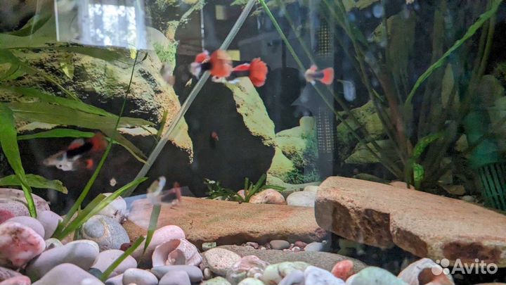 Аквариумные рыбки гуппи