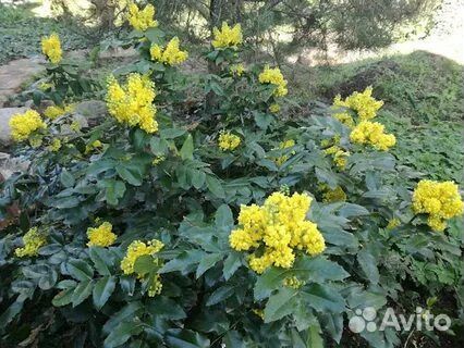 Магония падуболистная