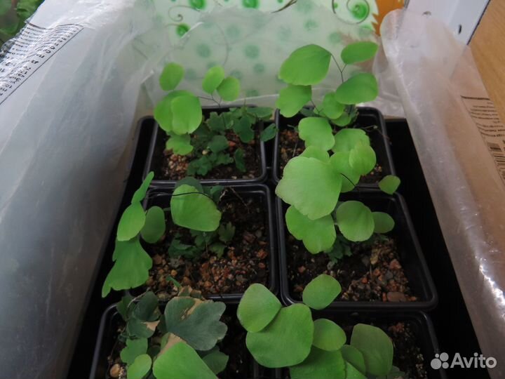 Папоротник Адиантум Перувианский