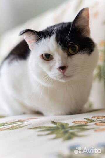 Кот Василий в добрые руки