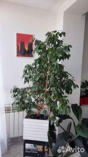 Фикус бенджамина