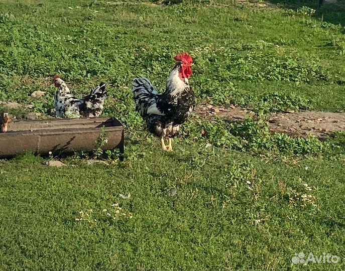 Куры и петухи