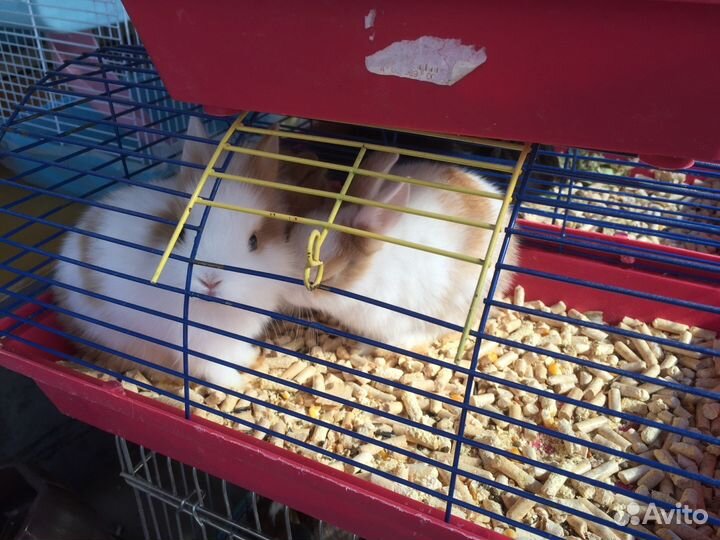 Продаются Кролики карликовые,хомячки,джунгарики,ши