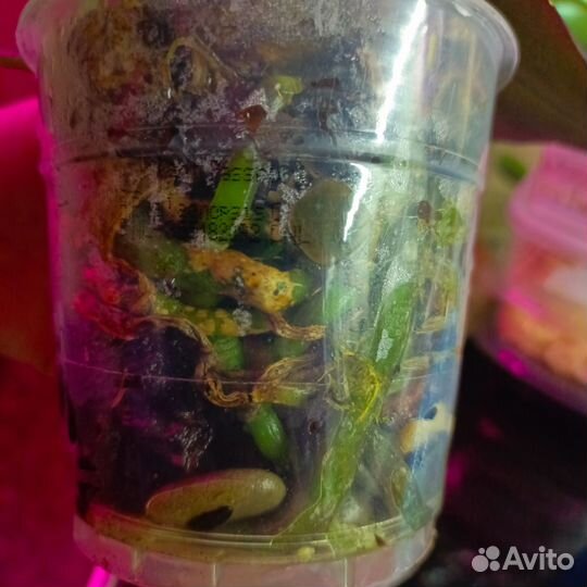 Орхидея биг лип