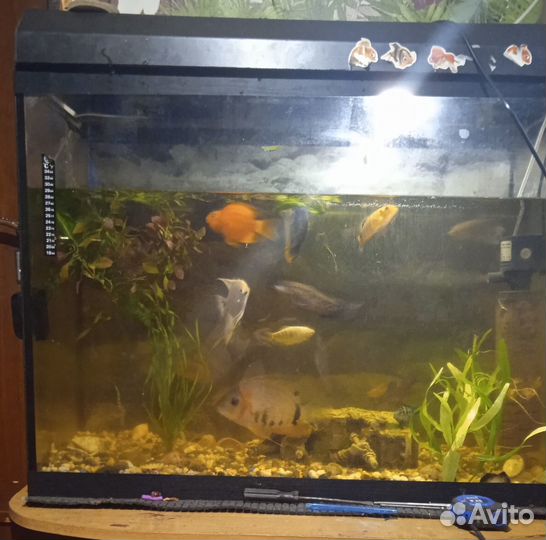 Аквариум