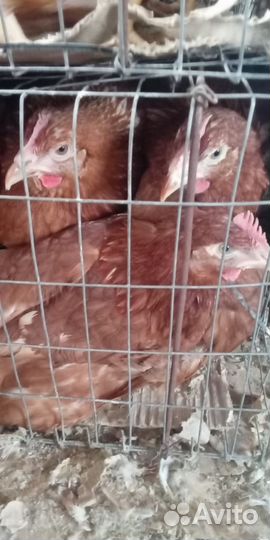 Куры молодки несушки доминант,легорн,родонит