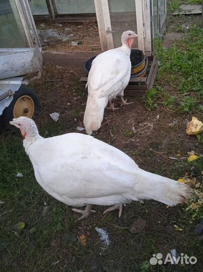 Мясо домашней индейки