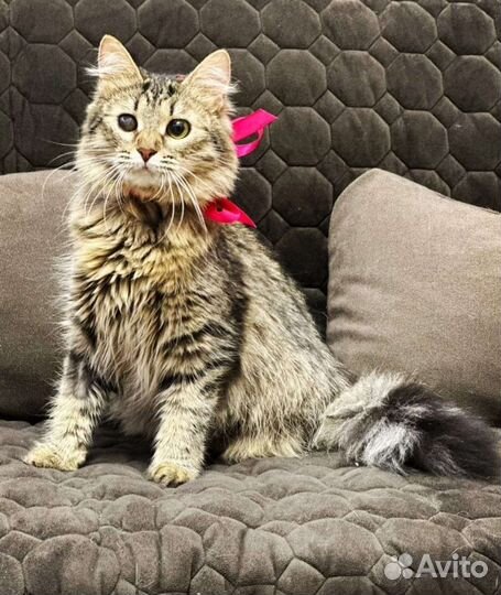 Молодая кошечка