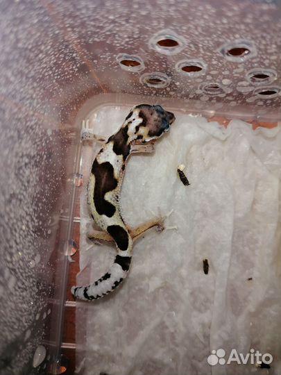 Эублефар самец Мак ба гет эклипс