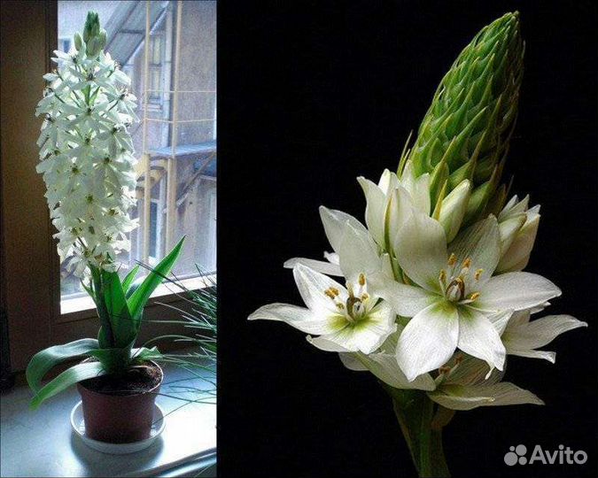 Индийский лук