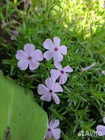 Флоксы шиловидные