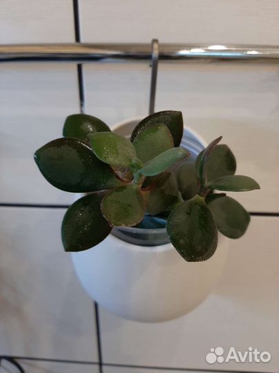 Денежное дерево (толстянка)