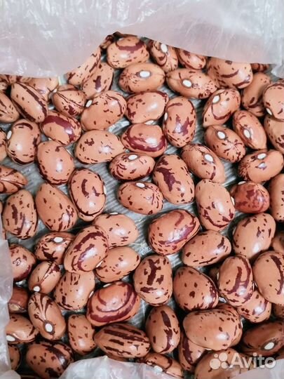 Семена итальянской фасоли Borlotto