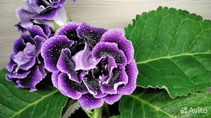 Глоксиния Брокада синяя