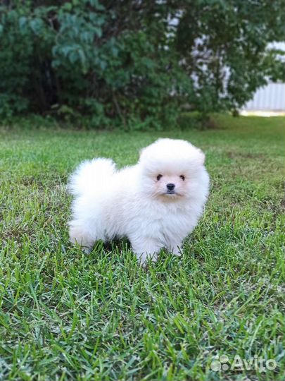 Кремовые мальчик и девочка РКФ