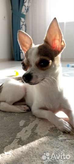 Ищем друга для вязки мини чихуахуа