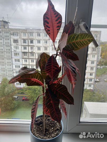 Кротон