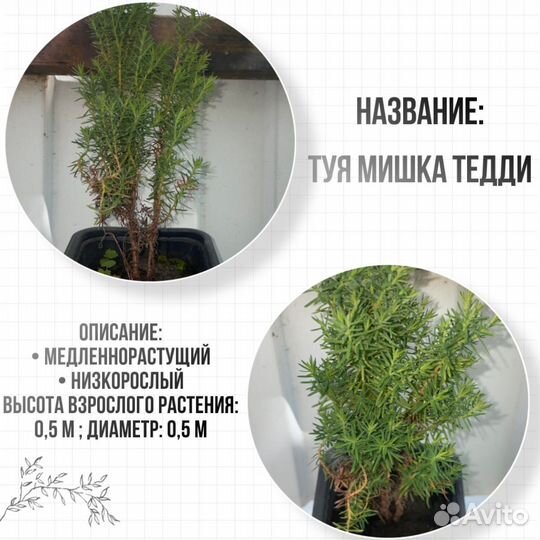 Садовые растения