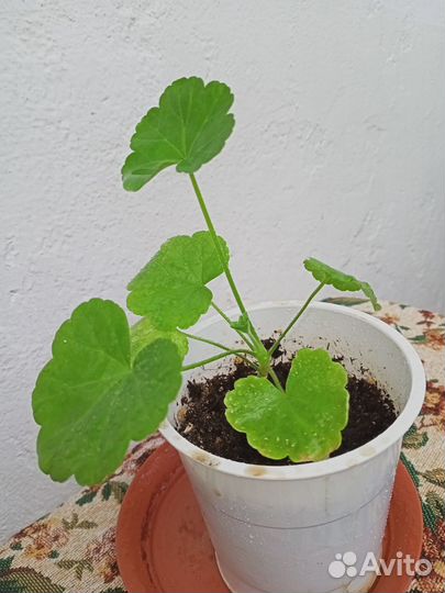 Розебудная пеларгония, герань королевская