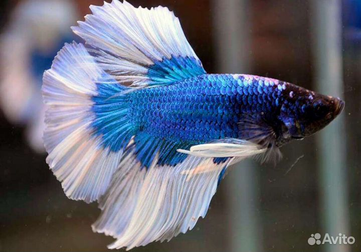 Рыбка петушок супердельта