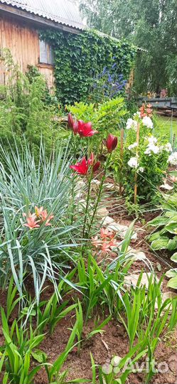 Элимус колосняк песчаный