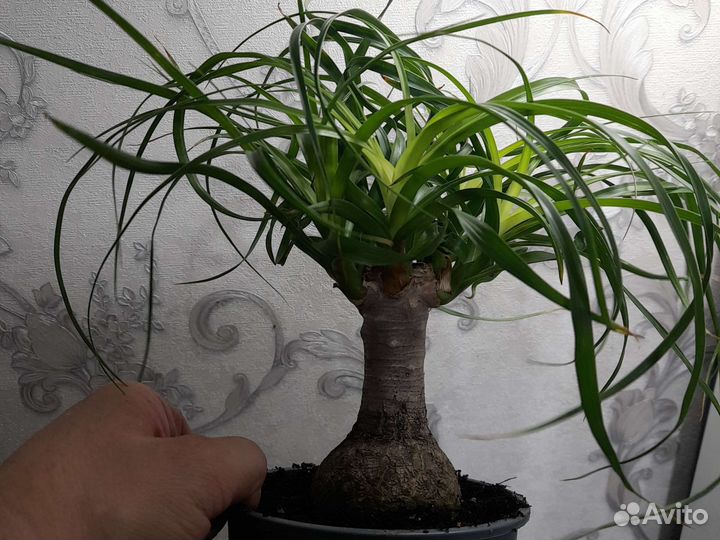 Фикус микрокарпа ретуза