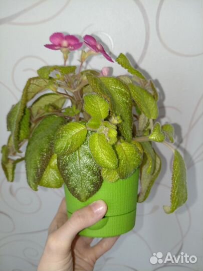 Эписция Pink Panther